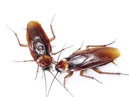 cockroaches